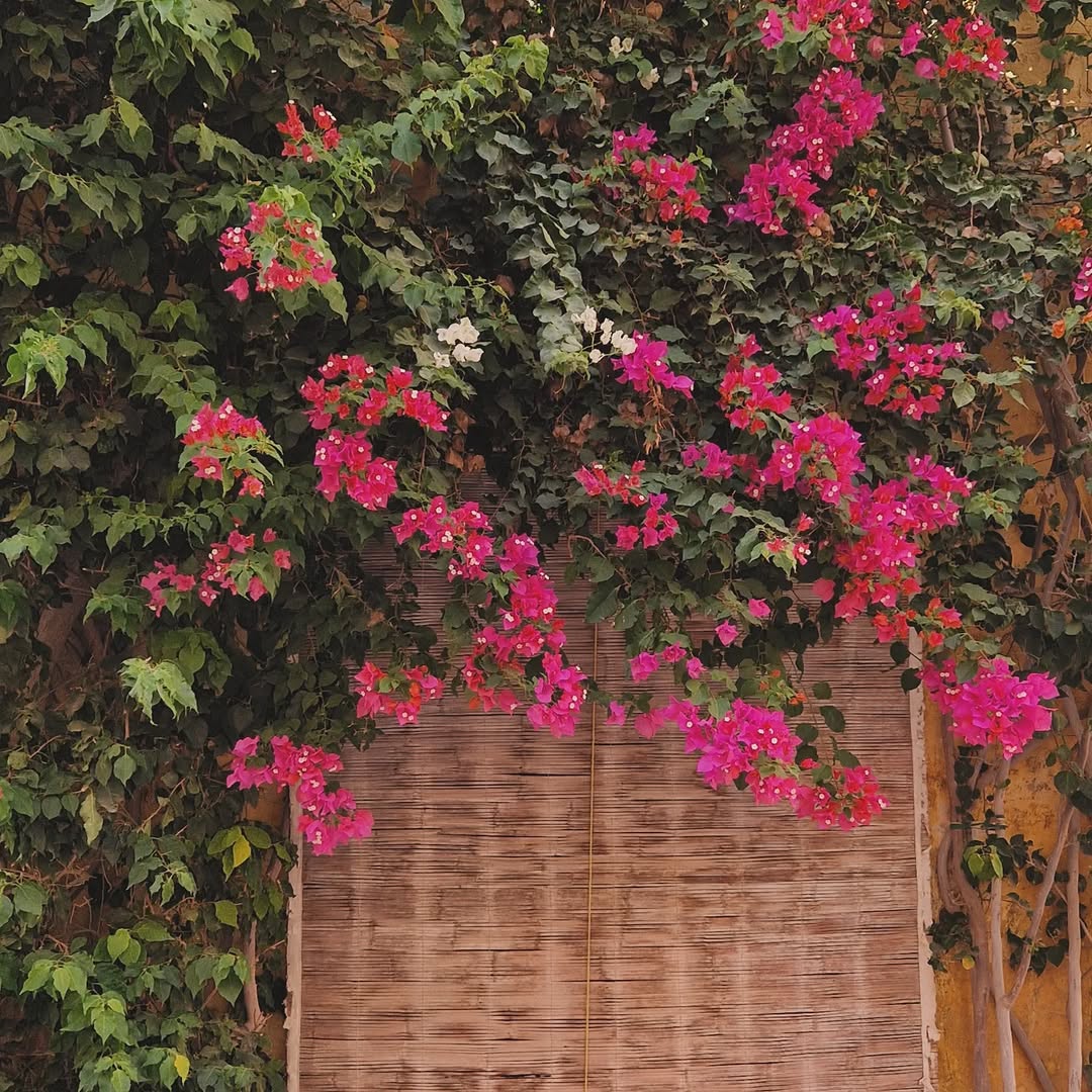 Photo shared by Zenconsultant ● Mindful Corpolife ● Workshops ● Retreats on September 04, 2025 tagging @asatoma.mt, and @serendipity_coffeeshop.