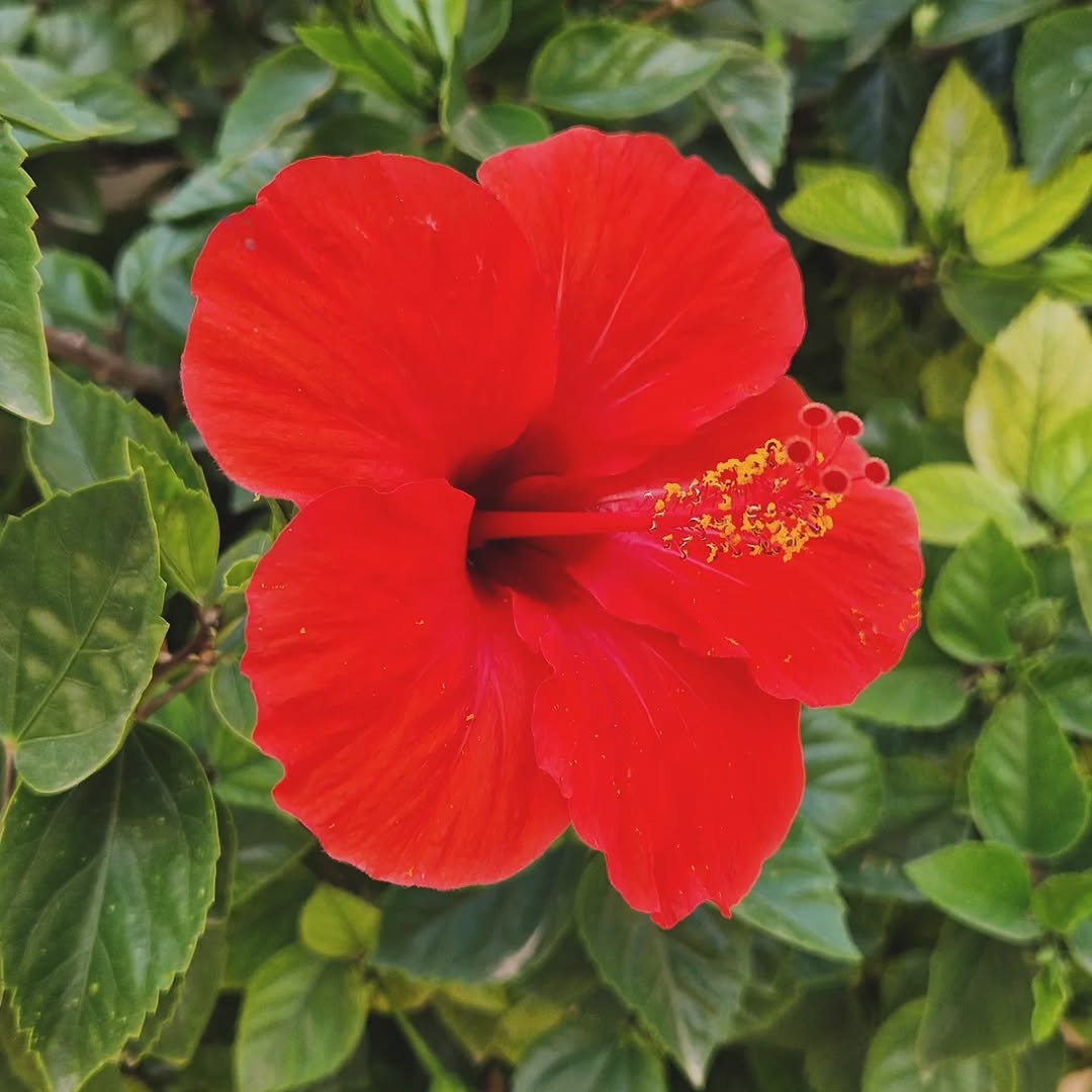 Photo shared by Zenconsultant ● Mindful Corpolife ● Workshops ● Retreats on September 04, 2025 tagging @asatoma.mt, and @serendipity_coffeeshop.