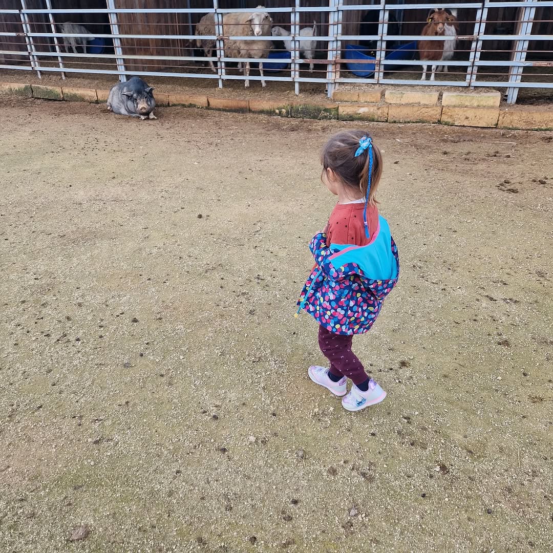 Photo shared by Asatoma_Conscious Food Choices on February 09, 2026 tagging @dreamsofhorsesfarmgozo. May be an image of camel, sheep, calf, pony, donkey and text.